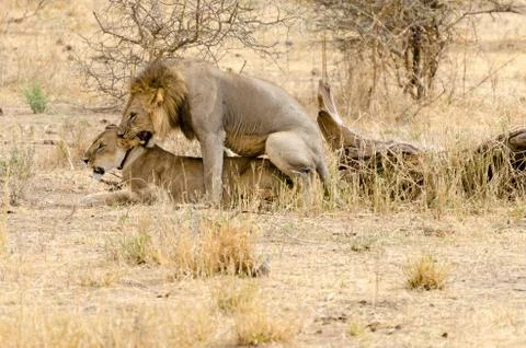 Lions Mating Stock Photos