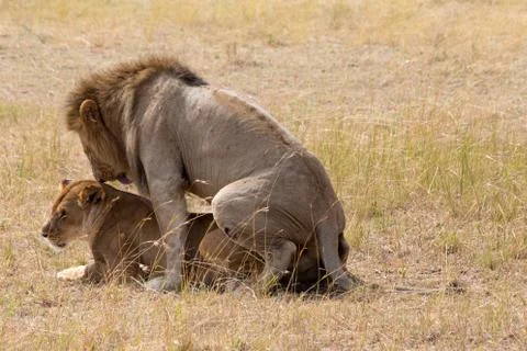 Lions Mating Foto stock