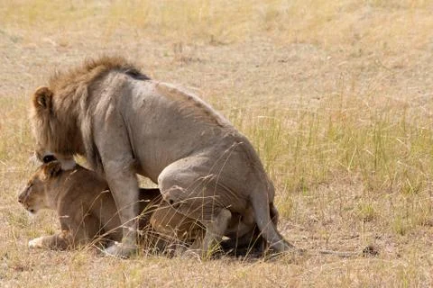 Lions Mating 스톡 사진