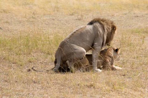 Lions Mating Stock Photos