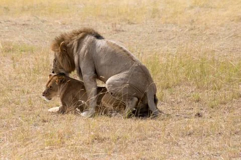 Lions Mating Stock Photos