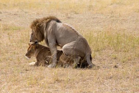 Lions Mating Foto stock