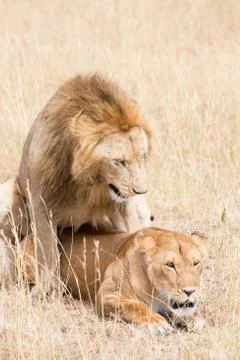 Lions Mating Stock Photos