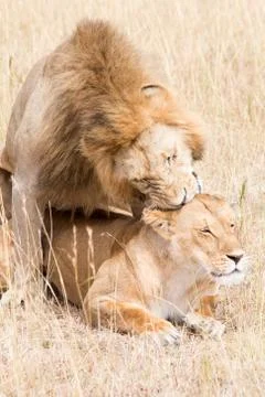 Lions Mating Stock Photos