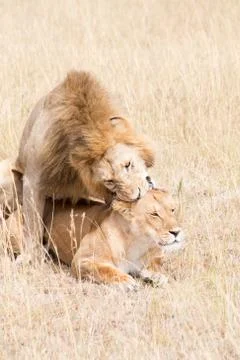 Lions Mating Stock Photos