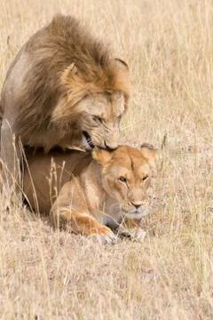 Lions Mating Stock Photos