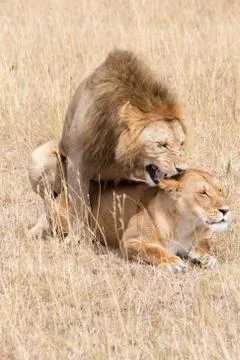 Lions Mating Stock Photos