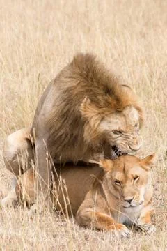 Lions Mating 스톡 사진