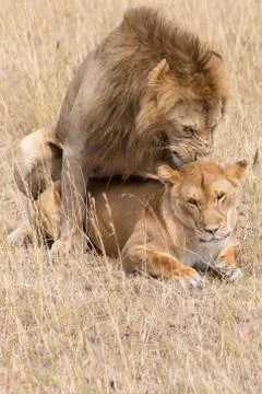 Lions Mating Foto stock