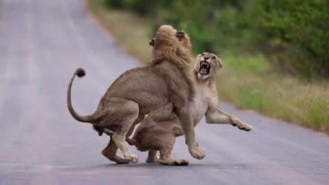 Lions mating in slow motion 4k rare Stock Footage 304830703
