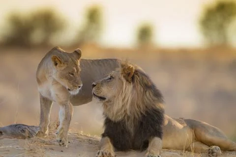 Lions mating in the wilderness Stock Photos