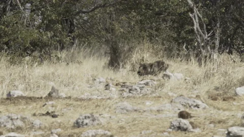 Lions midday hunt 01 Stock Footage 229620692