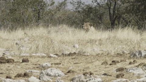 Lions midday hunt 03 Stock Footage 229620846