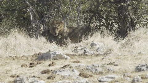 Lions midday hunt 06 Stock Footage 229621007
