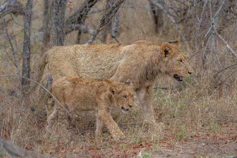 Lions on the move Stock Photos