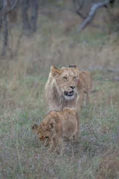 Lions on the move Stock Photos