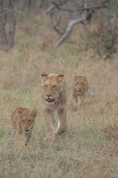 Lions on the move Stock Photos