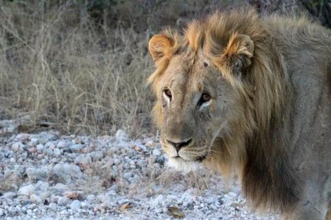 Lions in Namibia Stock Photos