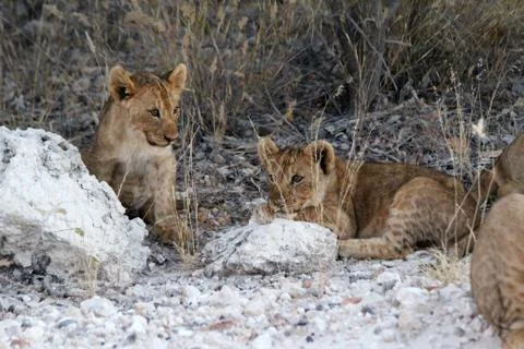 Lions in Namibia Stock Photos