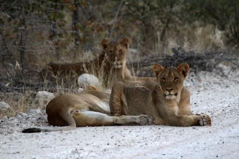 Lions in Namibia Stock Photos