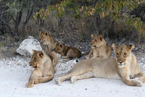 Lions in Namibia Stock Photos