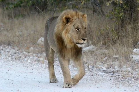 Lions in Namibia Foto stock