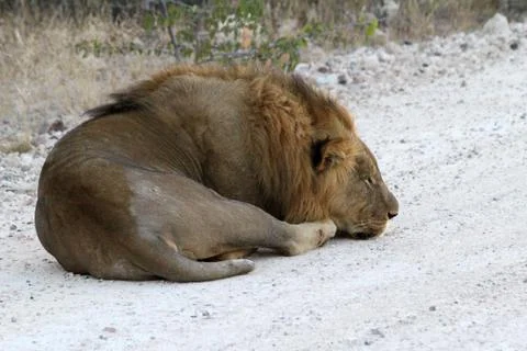 Lions in Namibia Stock Photos