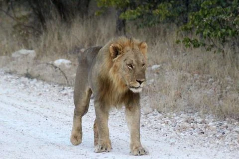 Lions in Namibia Stock Photos