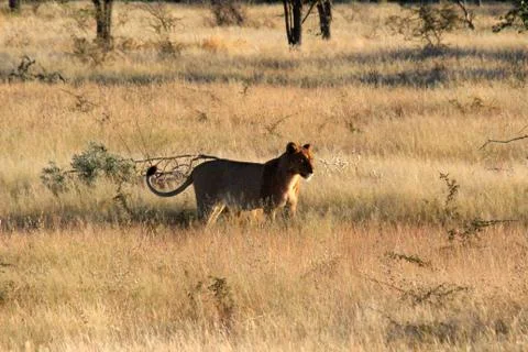 Lions in Namibia Stock Photos