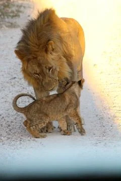 Lions in Namibia Stock Photos
