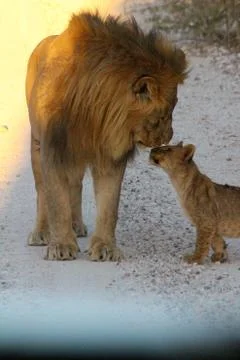 Lions in Namibia Foto stock