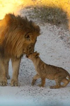 Lions in Namibia Stock Photos