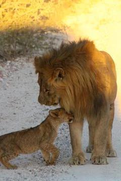 Lions in Namibia Stock Photos