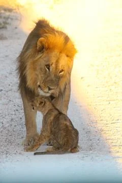 Lions in Namibia 스톡 사진