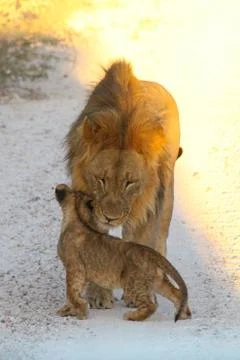 Lions in Namibia Stock Photos