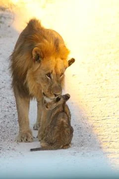 Lions in Namibia Foto stock
