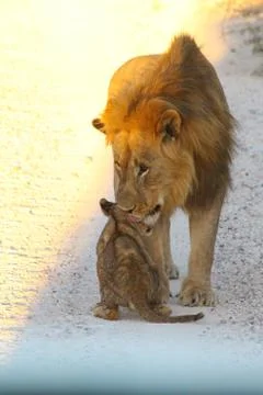 Lions in Namibia Stock Photos