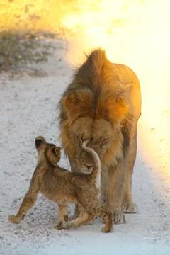 Lions in Namibia Foto stock