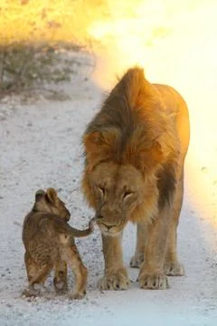 Lions in Namibia Stock Photos