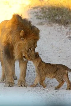 Lions in Namibia Stock Photos