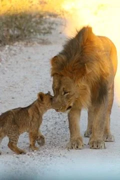 Lions in Namibia 스톡 사진