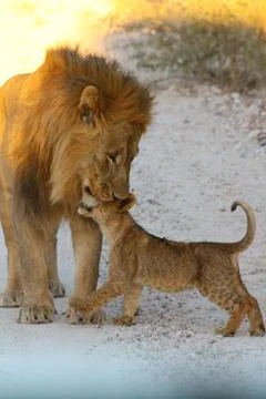 Lions in Namibia Stock Photos