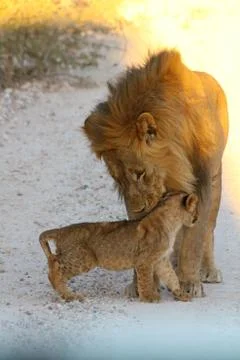 Lions in Namibia 写真素材