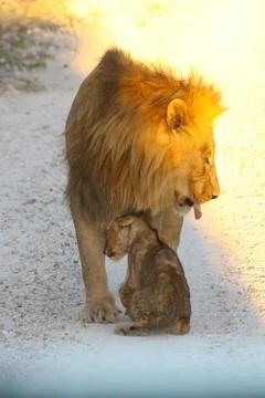 Lions in Namibia Stock Photos