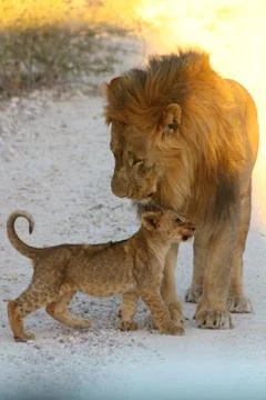 Lions in Namibia Stock Photos
