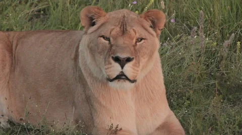 Lions in nature Stock Footage 29196087