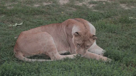 Lions in nature Stock Footage 29196123