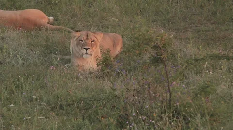 Lions in nature Stock Footage 29196124