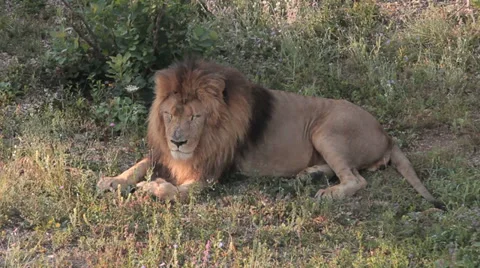 Lions in nature Stock Footage 29196163