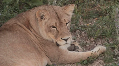 Lions in nature Stock Footage 29196185